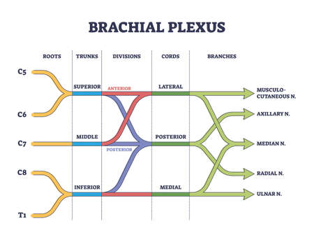 Brachial plexus shoulder nerves network medical division outline conceptのイラスト素材