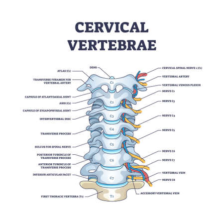 Cervical vertebrae with bones detailed and labeled structure outline diagramのイラスト素材