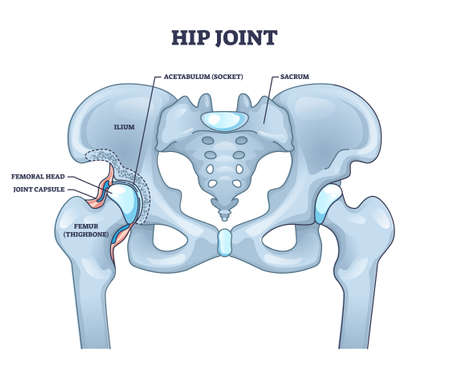 Hip joint structure with anatomical bone parts description outline conceptのイラスト素材