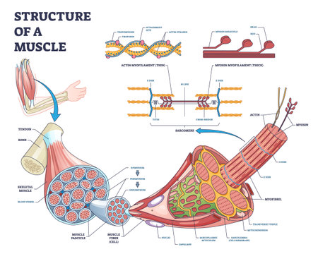 Structure of muscle with isolated myosin and actin closeup outline diagramのイラスト素材