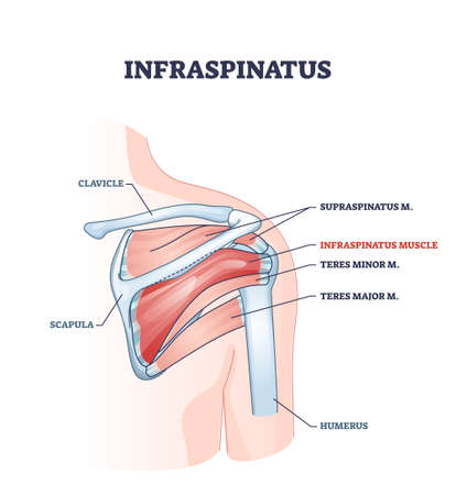 infraspinatus muscle and bone skeletal structure in shoulder outline diagramのイラスト素材