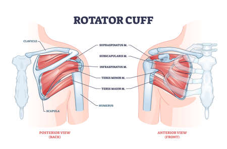 Rotator cuff anatomical structure and location explanation outline diagramのイラスト素材