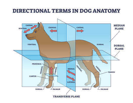 Directional terms in dog anatomy with animal sides division outline diagramのイラスト素材