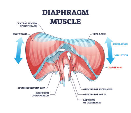 Diaphragm muscle with exhalation and inhalation movement outline diagramのイラスト素材