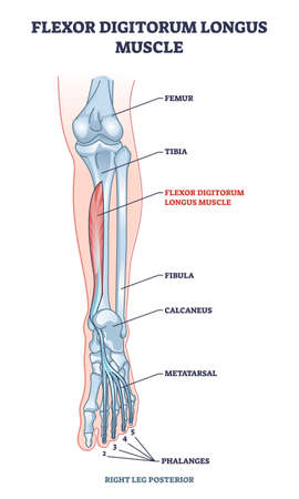 Flexor digitorum longus muscle with human leg and foot bones outline diagramのイラスト素材