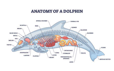 Anatomy of dolphin as animal inner physiological structure outline diagramのイラスト素材