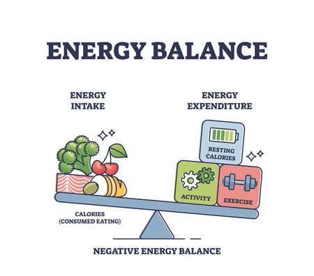 Energy balance with calories intake and daily expenditure outline diagramのイラスト素材