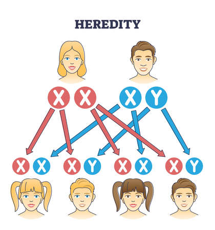 Heredity as genetic hair heritage from biological parents outline diagramのイラスト素材