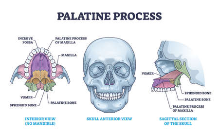 Palatine process section anatomy with maxilla structure outline diagramのイラスト素材