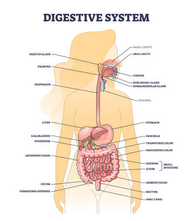 Digestive system medical human body structure description outline diagramのイラスト素材