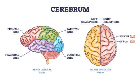 Cerebrum brain structure from lateral and superior view outline diagramのイラスト素材