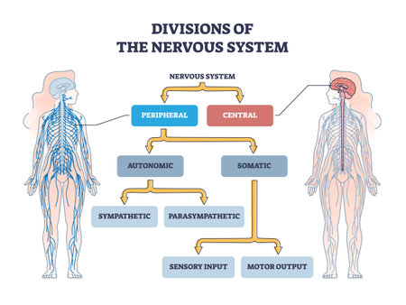 Divisions of peripheral and central nervous system anatomy outline diagramのイラスト素材