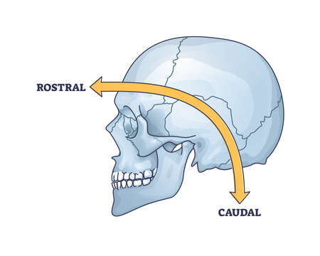 Rostral vs caudal as location in frontal or back location outline diagramのイラスト素材