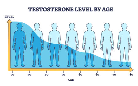 Testosterone level by age and hormone production reduction outline diagramのイラスト素材