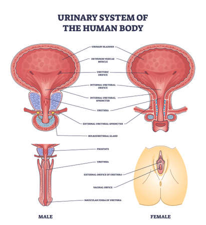 Urinary system of human body and gender structure differences outline diagramのイラスト素材