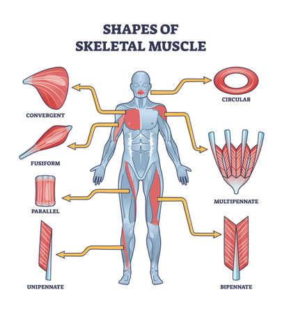 Shapes of skeletal muscles with various muscular types outline diagramのイラスト素材
