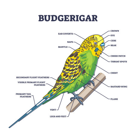Budgerigar parrot anatomy with external zoological parts outline diagram