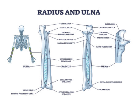 Radius and ulna bone anatomy with arm skeletal structure outline diagramのイラスト素材