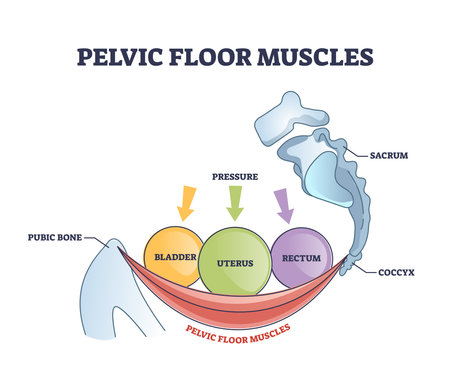 Pelvic floor muscles anatomy with hip muscular body parts outline diagramのイラスト素材