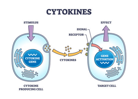 Cytokines process as micro proteins for cell signaling outline diagramのイラスト素材