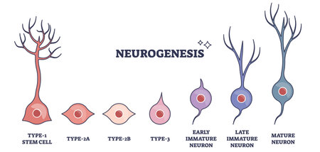Neurogenesis process as stem cell growth to mature neuron outline diagram. Neural anatomical development stages with early and late immature producing stages or mature phases vector illustration.のイラスト素材