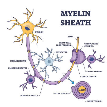 Myelin sheath layer for axon nerve with detailed structure outline diagram. Labeled educational anatomy scheme with microbiological medical nervous system part vector illustration. Neuron insulation.のイラスト素材