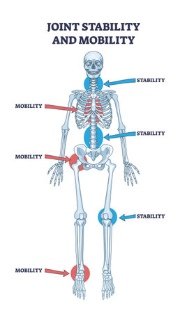 Joint stability or body mobility skeletal bone division outline diagram. Labeled educational anatomical scheme with skeleton functions as spinal, chest, hip, knee or ankle purpose vector illustrationのイラスト素材