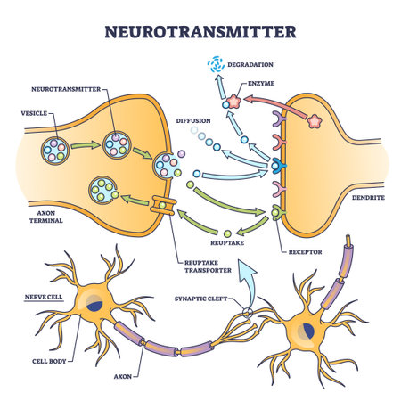 Neurotransmitter process detailed anatomical explanation outline diagram. Labeled educational scheme with vesicle, axon terminal, enzyme production and receptors vector illustration. Synapse impulse.のイラスト素材