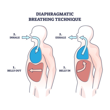 Diaphragmatic breathing technique with inhale and exhale outline diagram. Labeled educational scheme with anatomical lung and belly movement or position vector illustration. Respiratory flow practiceのイラスト素材