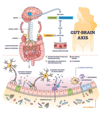 Gut brain axis and body digestive system impact to brain outline diagram. Labeled educational medical scheme with colon flora relation to pituitary and hypothalamus microbiology vector illustration.のイラスト素材