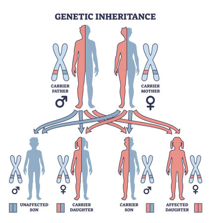 Genetic inheritance as two alleles in gene pair are inherited outline diagram. Labeled educational scheme with genetic interaction and effect for offspring vector illustration. Biological explanationのイラスト素材