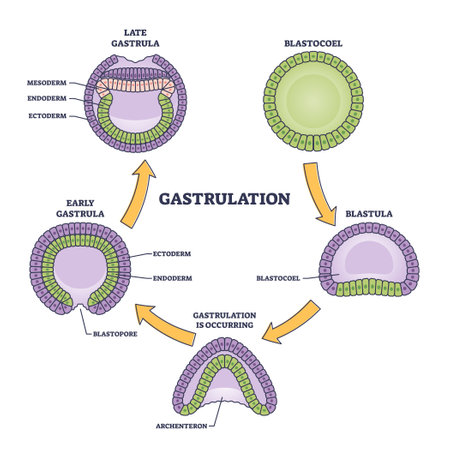 Gastrulation stages as early embryo development process outline diagram. Labeled educational scientific scheme with blastocoel, blastula and gastrula microbiological structure vector illustration.のイラスト素材