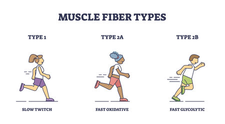 Muscle fiber types with slow and fast twitch activities outline diagram. Labeled educational sport athlete muscular buildup with oxidative and glycolytic phases vector illustration. Training strengthのイラスト素材