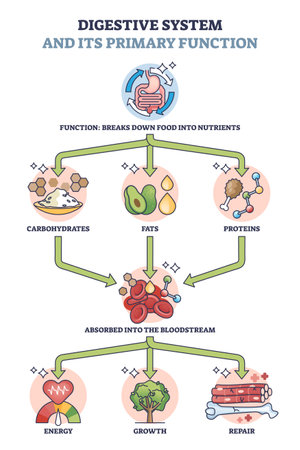 Digestive system and its primary function for metabolism outline diagram. Labeled educational process explanation with food breaking to nutrients and supply body with energy vector illustration.のイラスト素材