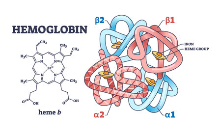 Hemoglobin chemical structure with polypeptide chain and heme group outline diagram. Labeled educational scheme with scientific closeup and alpha or beta parts vector illustration. Microbiology studyのイラスト素材
