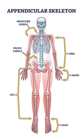 Appendicular skeleton with human body skeletal system parts outline diagram. Labeled educational scheme with shoulder and pelvic girdle, arm, hand, leg and foot medical division vector illustration.のイラスト素材