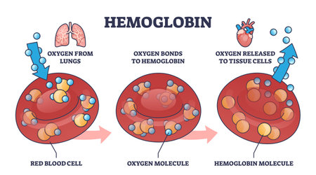 Hemoglobin as oxygen gas transportation mechanism in body outline diagram. Labeled educational scheme with red blood cell, O2 molecule and medical hemoglobin gas release process vector illustration.のイラスト素材