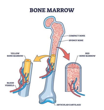 Bone marrow anatomy for red blood cells production outline diagram. Labeled educational scheme with skeleton structure, vessels, compact and spongy bone location vector illustration. Medical model.のイラスト素材