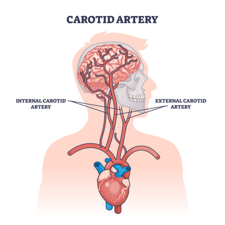 Carotid artery as brain blood supply major vessels outline diagram. Labeled educational scheme with medical structure and location on upper chest vector illustration. Head and neck blood flow cycle.のイラスト素材