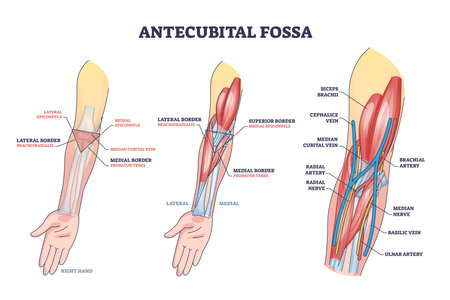 Antecubital fossa anatomy with human hand structure outline diagram. Labeled educational area of anatomical arm and forearm transition vector illustration. Elbow veins, arteries and muscles location.のイラスト素材