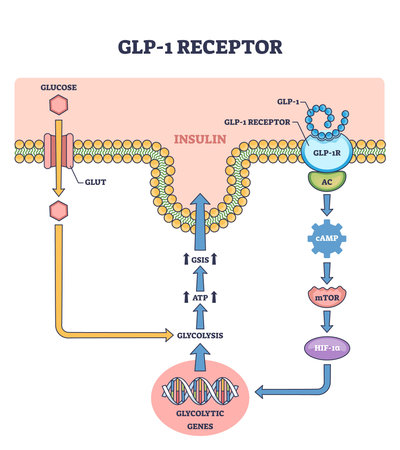 Diagram showing GLP-1 receptor pathway with glucose, insulin, and gene expression, outline diagram.のイラスト素材