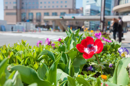 Flowers blooming alongside the pathway at springtime in Japanの写真素材