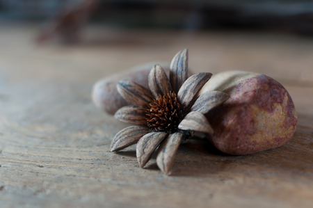 Handcraft from seed shell and natural productsの写真素材