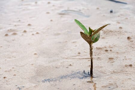 Small mangrove tree growing on the mud in wetland, Phuket, Thailandの写真素材