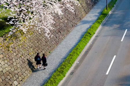 Kanazawa castle park, Japan sakura blossoms along the pathway with 2 students in the spring seasonのeditorial素材