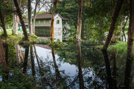 Old wooden abandoned house in a jungle with flooded water from the lakeの写真素材