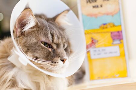 Selective focus of a sick cat with veterinary cone on its head at a hospital