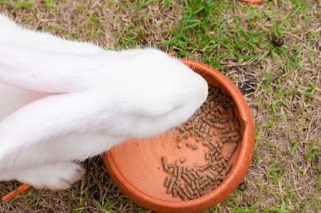 White rabbit eating in an orange brown bowlの写真素材