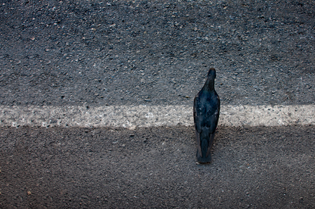 Pigeon crossing the white line on the street in the cityの写真素材