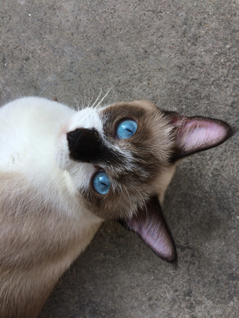 A close up photograph of a siamese cat relaxing lying on the floor with eye contactの写真素材